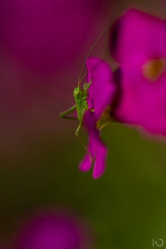 photo-macro-insectes-vertical-karine-dupureur-photographe-annecy-7